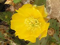 Opuntia Haematocarpa (fam Cactacees) (Sud des USA) (04) (Photo F. Mrugala)